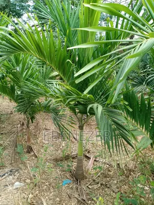 Vietchia Palm or Short Royal Palm