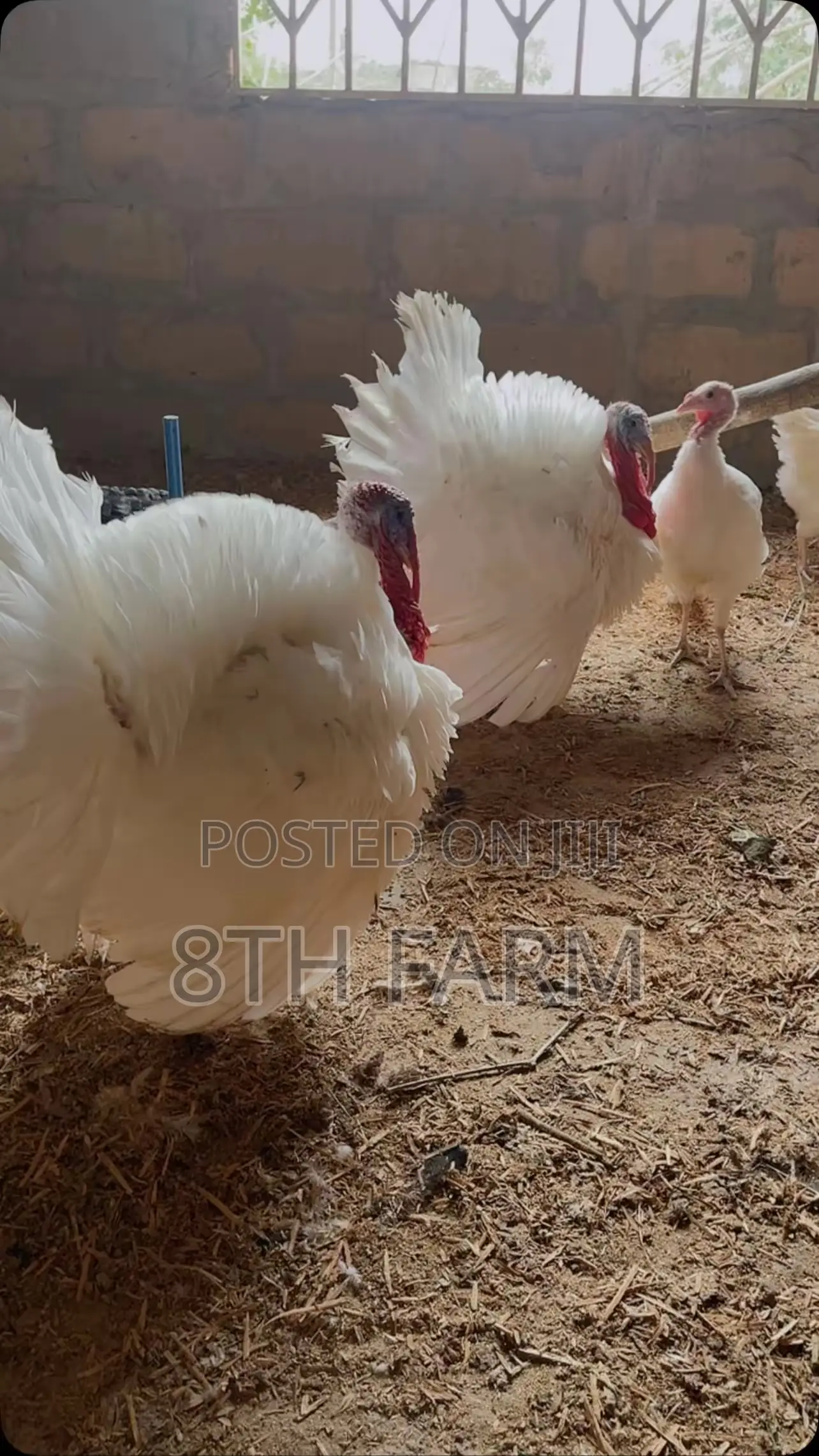 Foreign Male BBW | BBB Turkeys