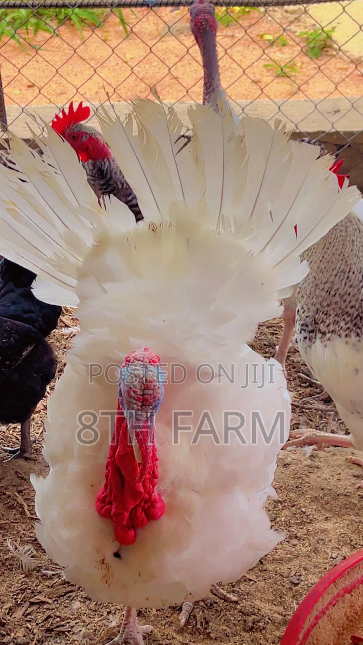 Foreign Male BBW | BBB Turkeys