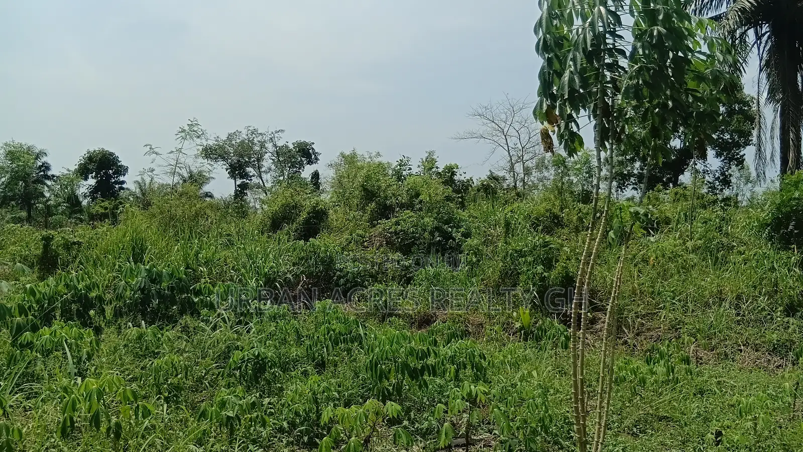 Western Region, Shama District (Beposo) _ 102 Acres Farmland