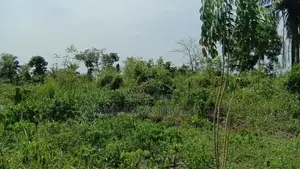 Western Region, Shama District (Beposo) _ 102 Acres Farmland