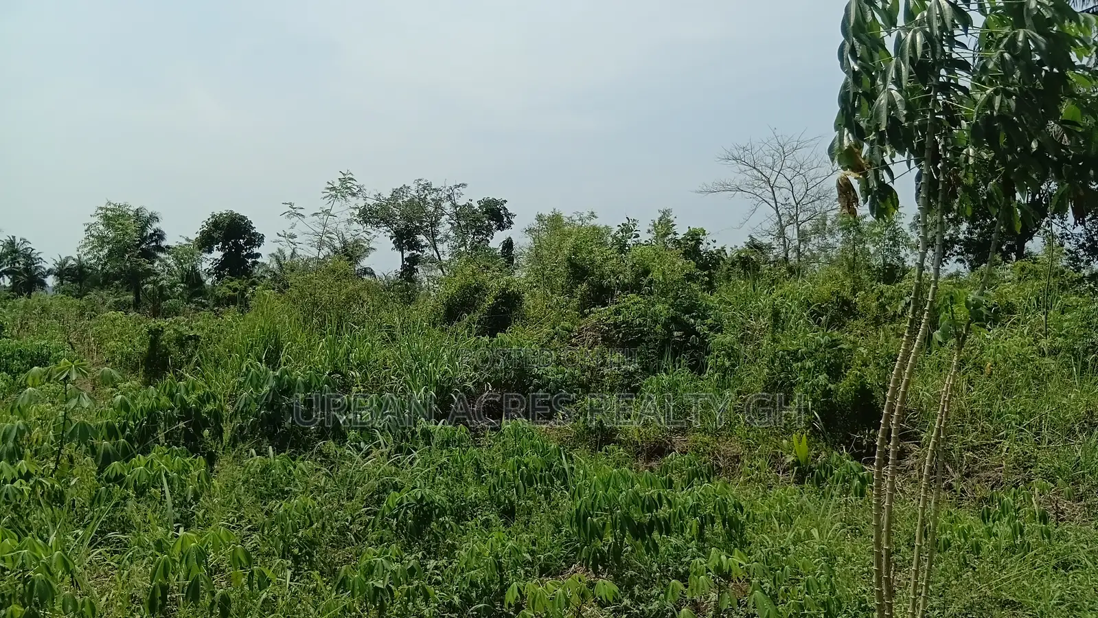 Western Region, Shama District (Beposo) _ 102 Acres Farmland