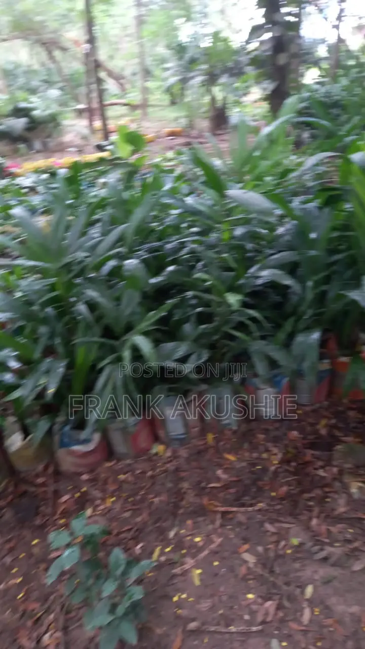 Oil Palm, Moringa , Dandelion, Soursop, Aloe Vera.