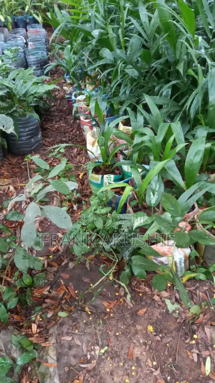 Oil Palm, Moringa , Dandelion, Soursop, Aloe Vera.