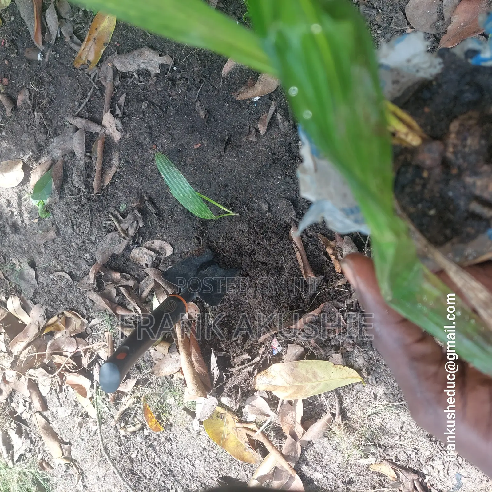 Oil Palm, Moringa , Dandelion, Soursop, Aloe Vera.