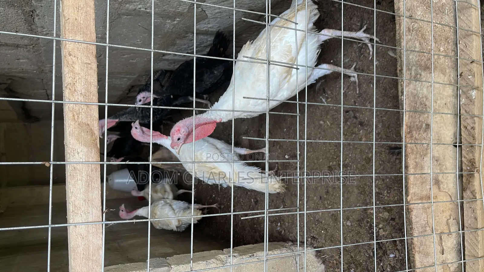 Ducks,Chicken and Guinea Fowl