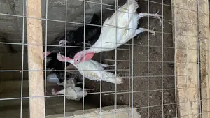 Ducks,Chicken and Guinea Fowl