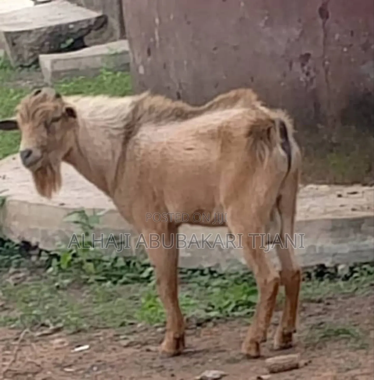 Nice Goat Sellar