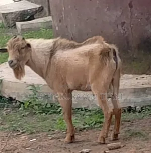 Nice Goat Sellar
