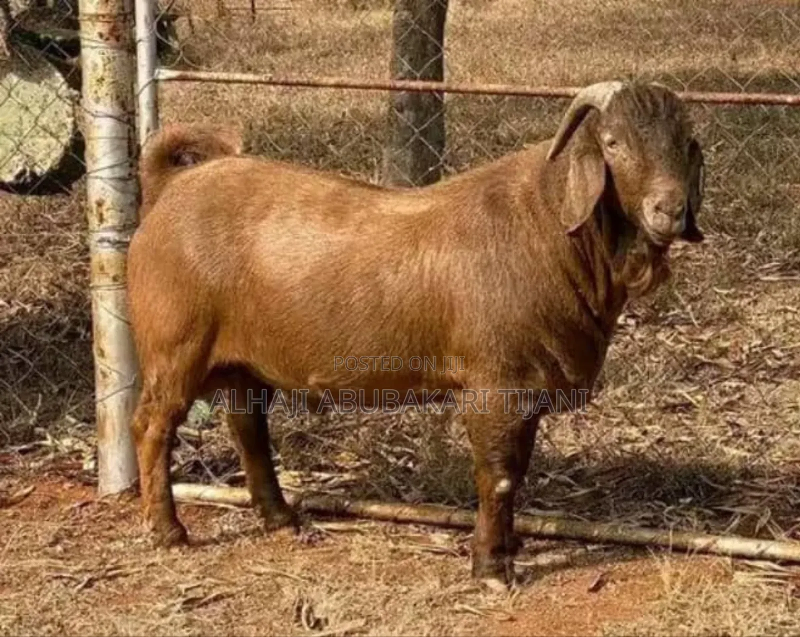Nice Boear Goat Sellar