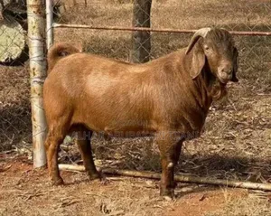 Nice Boear Goat Sellar
