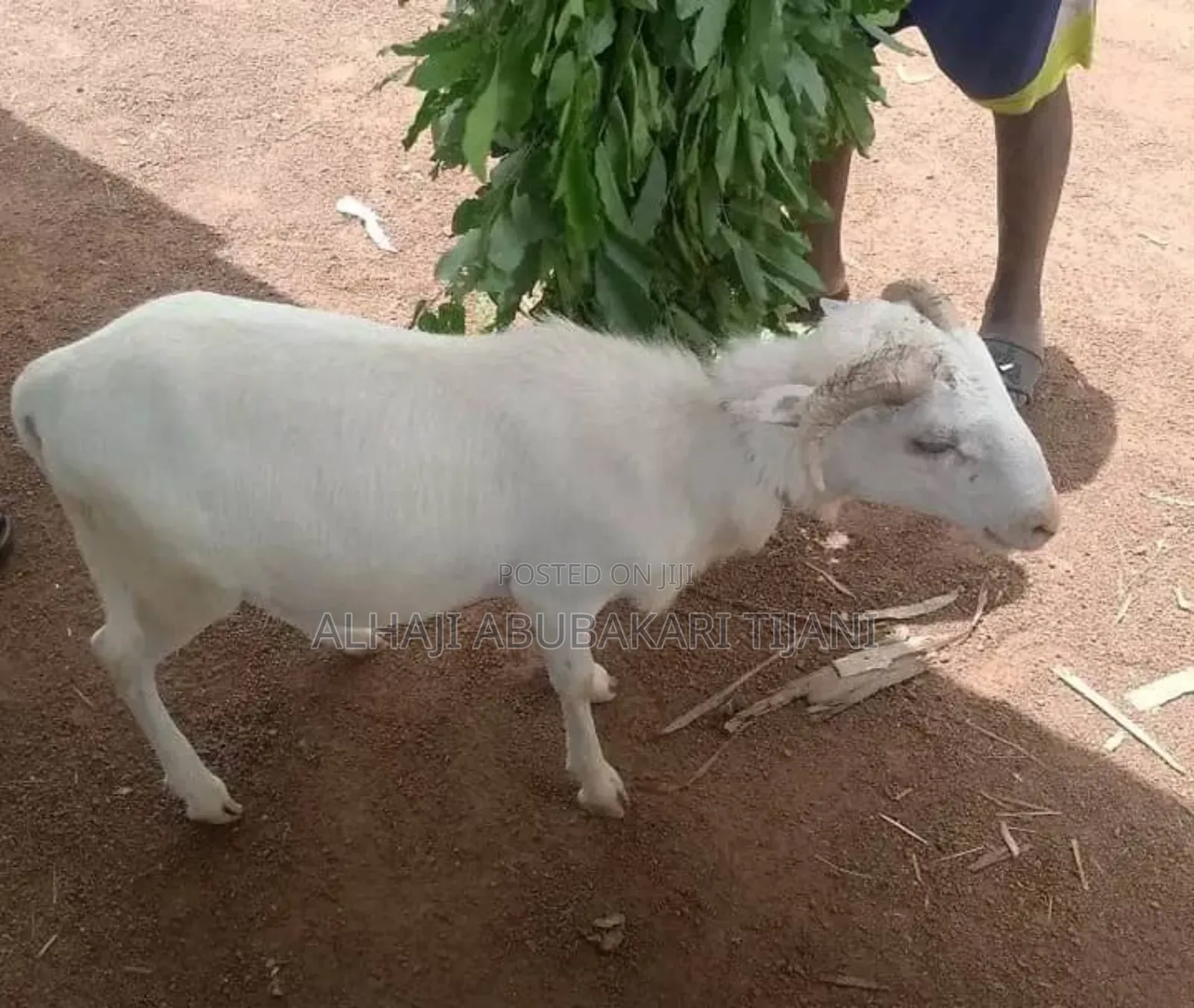Nice Sheep Sellar