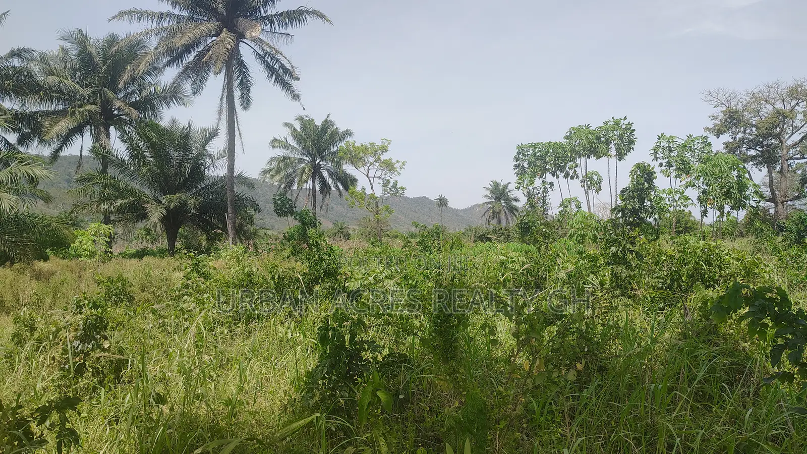Volta Region, Peki (Sanga) _ 3 Acres Mixed Farmland