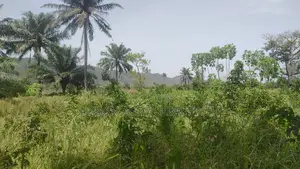 Volta Region, Peki (Sanga) _ 3 Acres Mixed Farmland