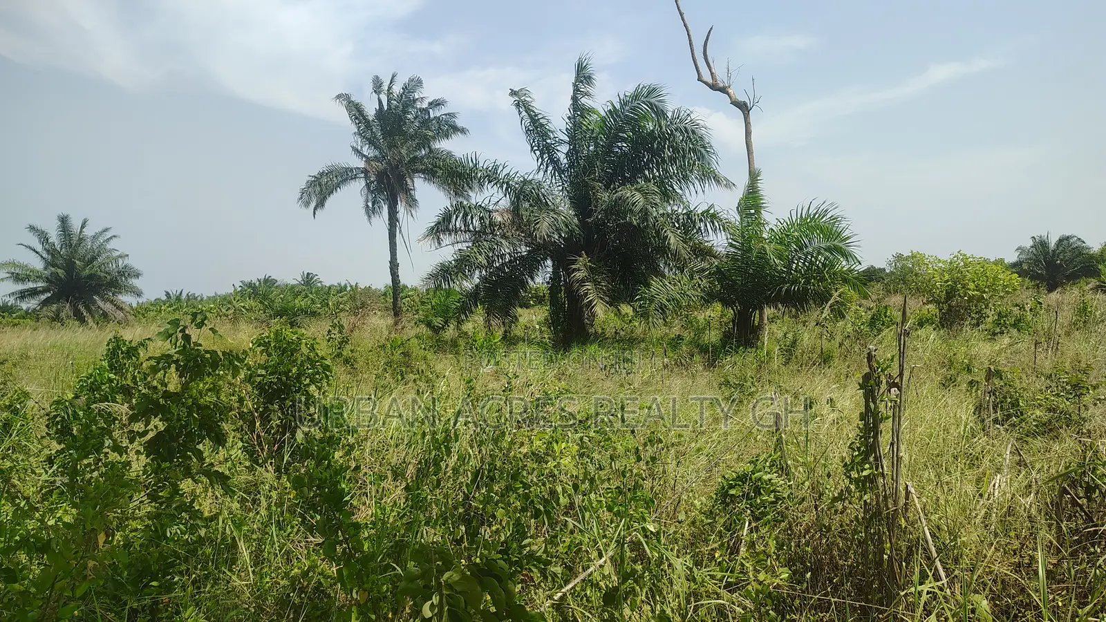Volta Region, Peki (Sanga) _ 3 Acres Mixed Farmland