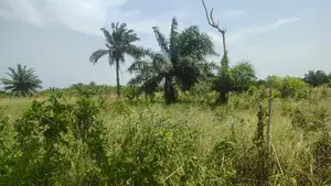 Volta Region, Peki (Sanga) _ 3 Acres Mixed Farmland
