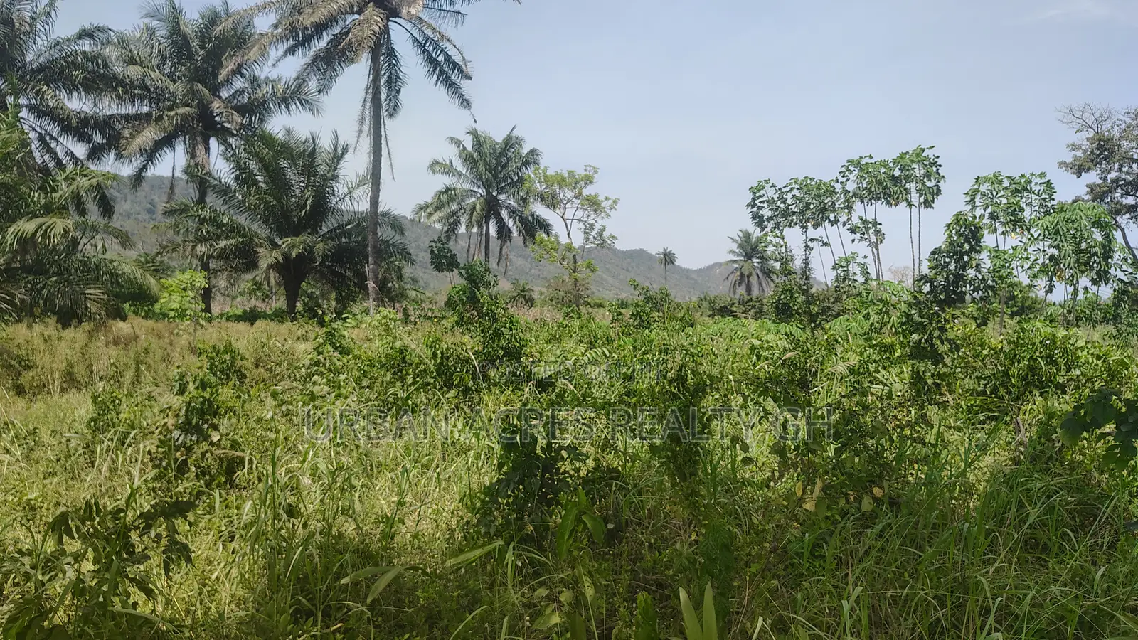Volta Region, Peki (Sanga) _ 3 Acres Mixed Farmland