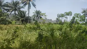 Volta Region, Peki (Sanga) _ 3 Acres Mixed Farmland