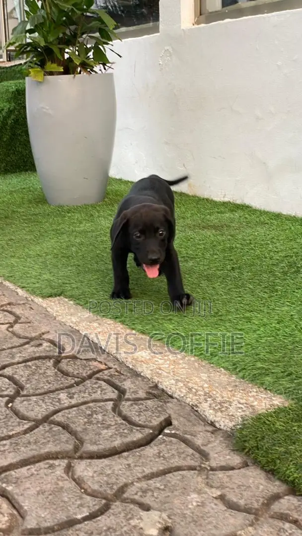 1-3 months Female Purebred Labrador Retriever