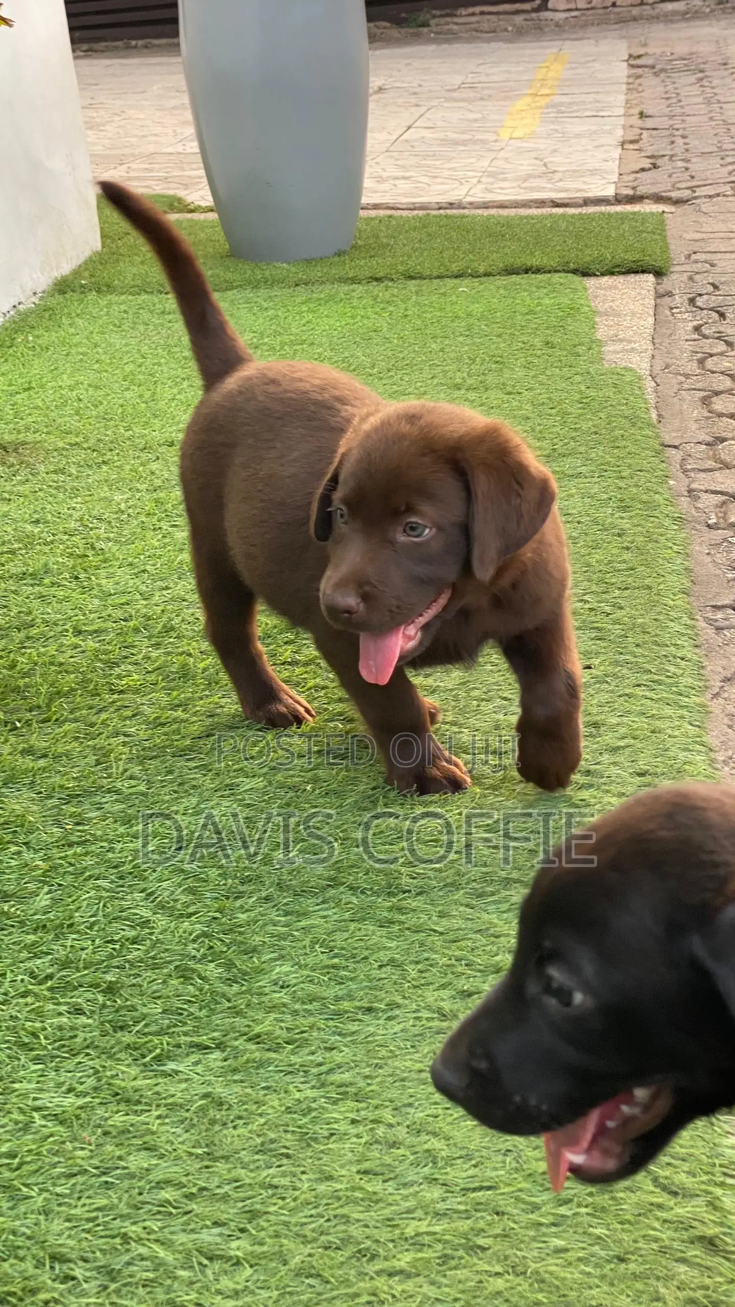 1-3 months Female Purebred Labrador Retriever