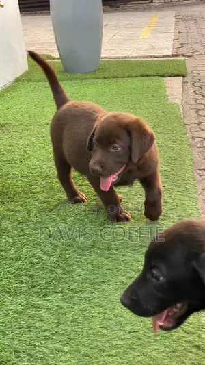 1-3 months Female Purebred Labrador Retriever