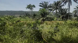 Volta Region, Peki (Sanga) _ 3 Acres Mixed Farmland