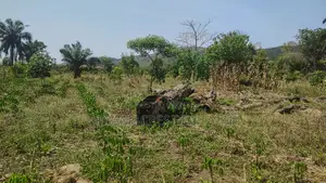 Volta Region, Peki (Sanga) _ 3 Acres Mixed Farmland