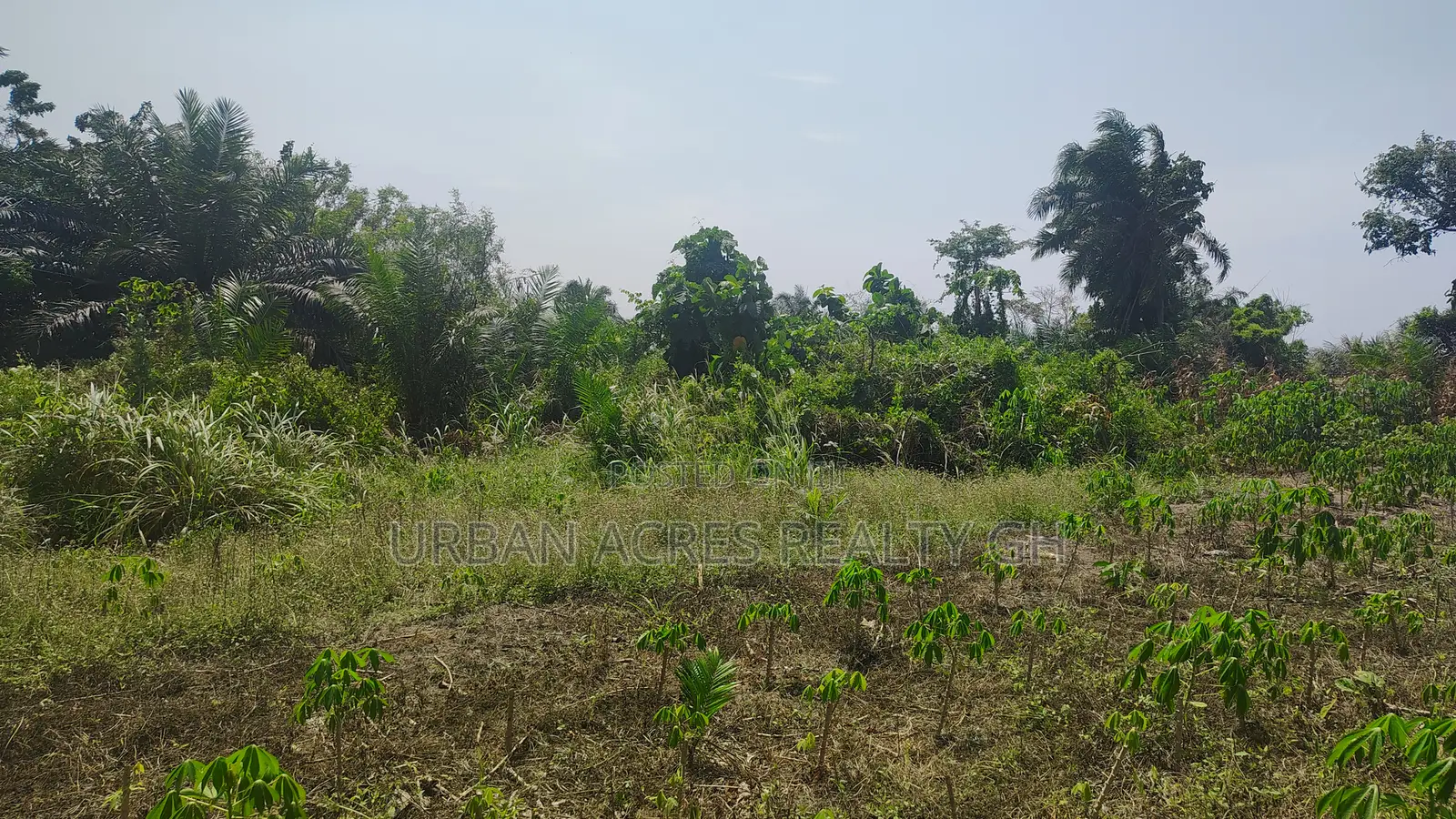 Volta Region, Peki (Sanga) _ 3 Acres Mixed Farmland