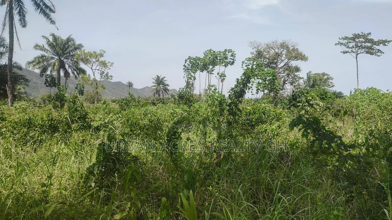 Volta Region, Peki (Sanga) _ 3 Acres Mixed Farmland