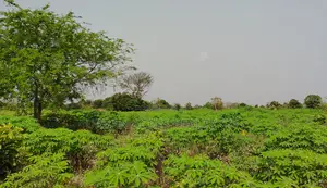 Volta Region, Abutia _ 50+ Acres Crop Farmland