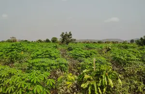 Volta Region, Abutia _ 50+ Acres Crop Farmland