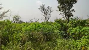 Volta Region, Abutia _ 50+ Acres Crop Farmland