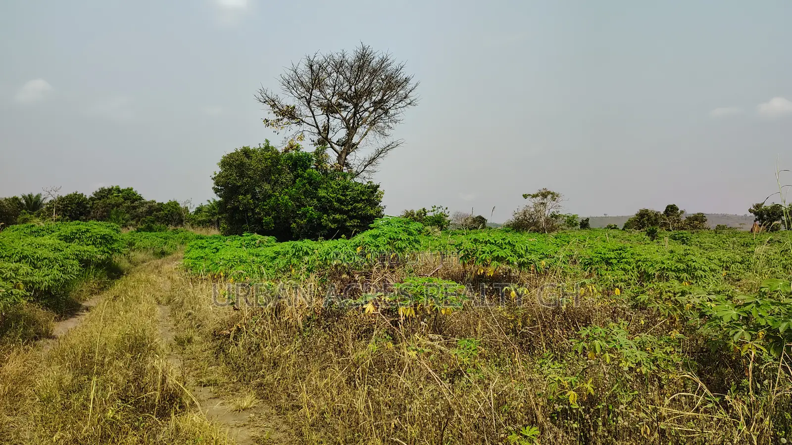 Volta Region, Abutia _ 50+ Acres Crop Farmland