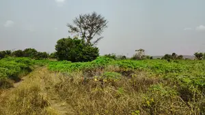 Volta Region, Abutia _ 50+ Acres Crop Farmland