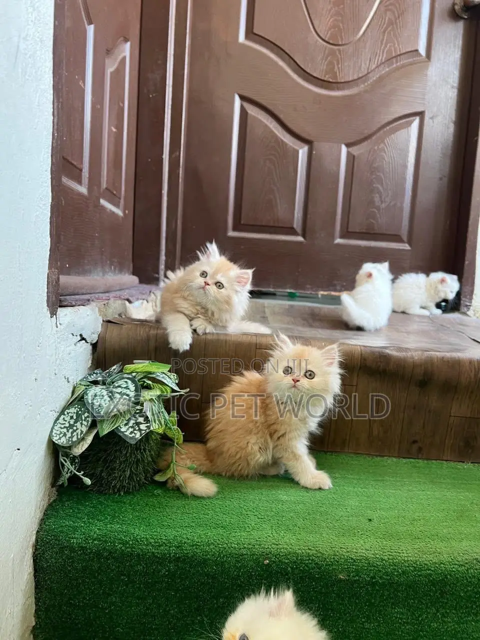 1-3 months Male Purebred Persian