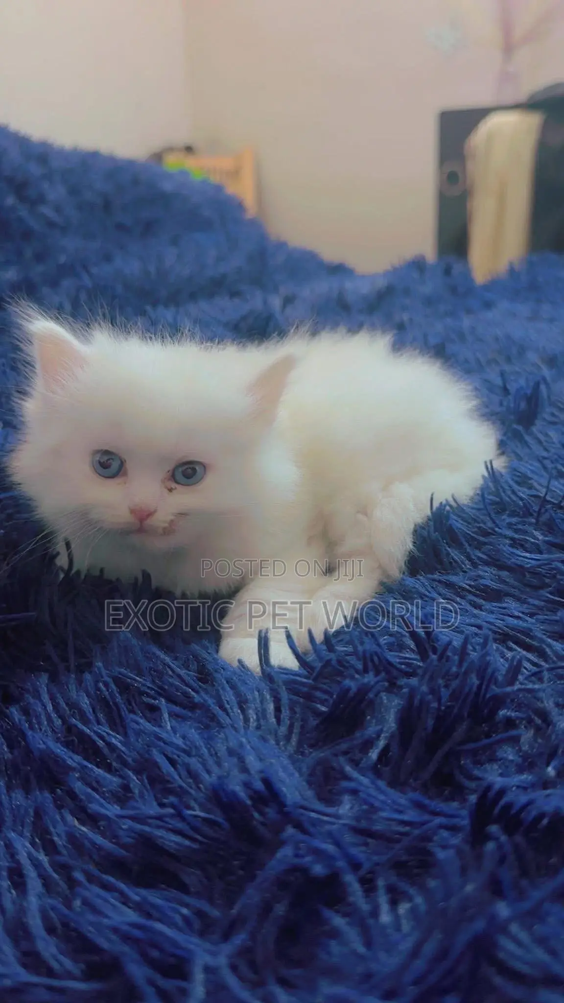 1-3 months Female Purebred Persian
