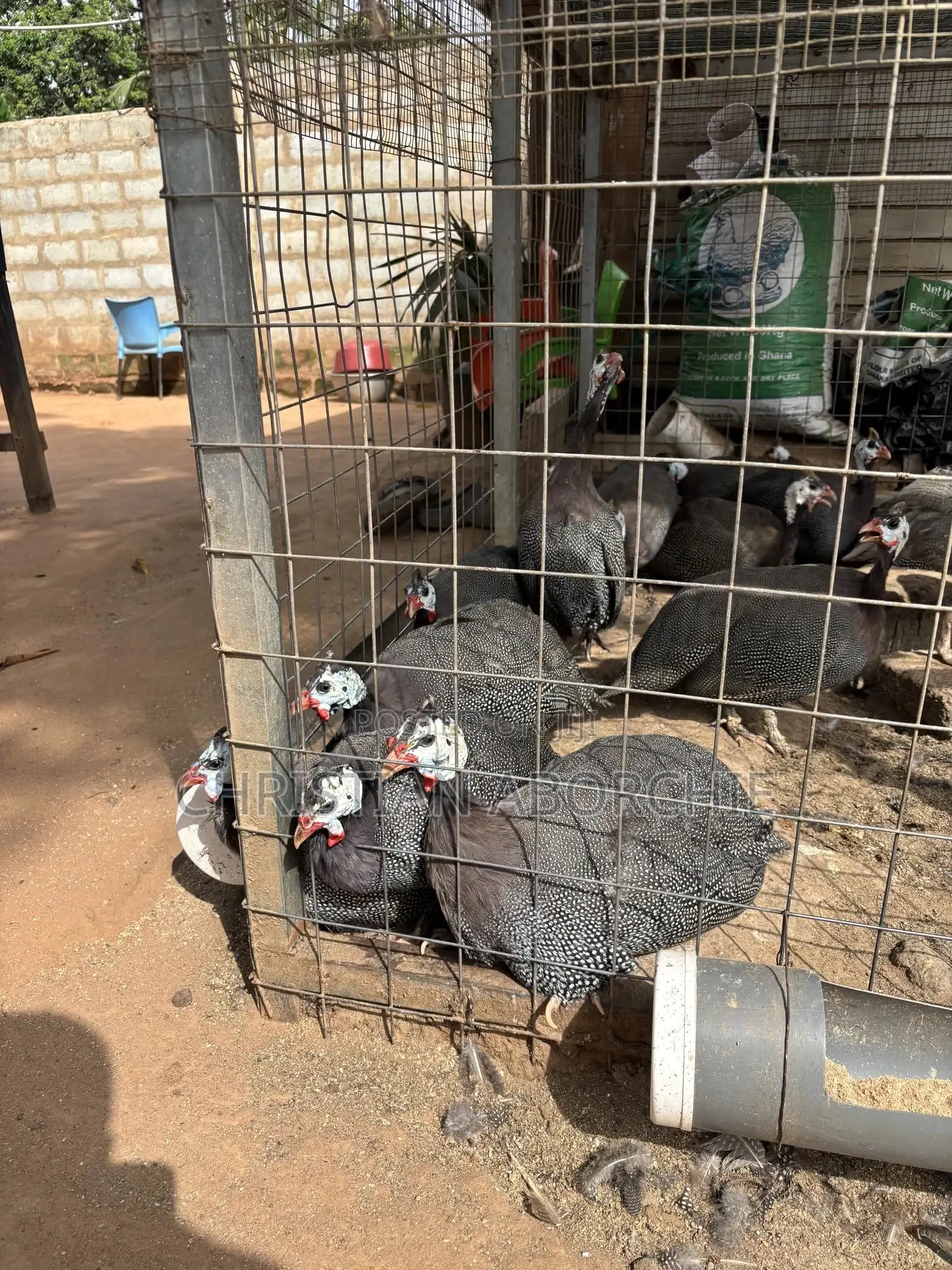 Male Guinea Fowl for Sale