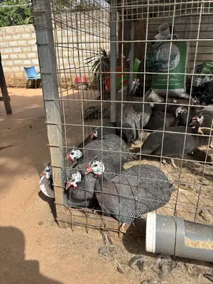 Male Guinea Fowl for Sale