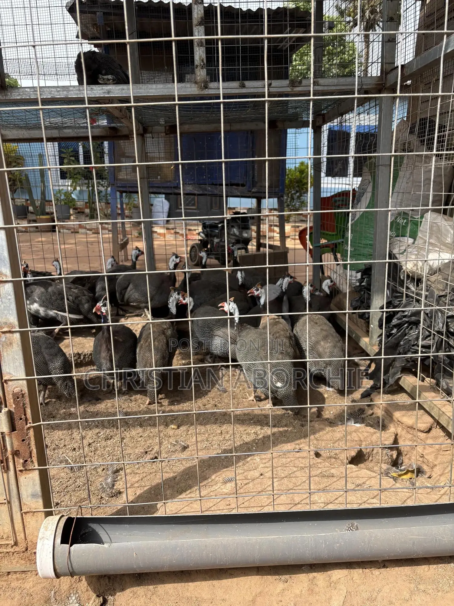 Male Guinea Fowl for Sale
