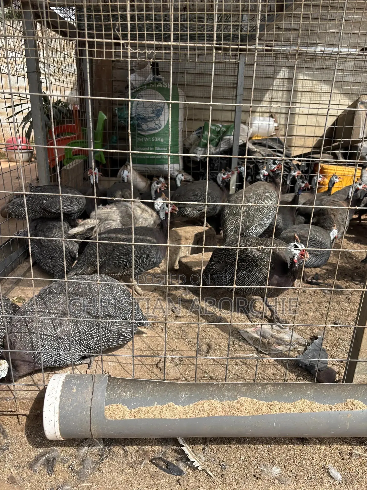 Male Guinea Fowl for Sale