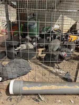 Male Guinea Fowl for Sale