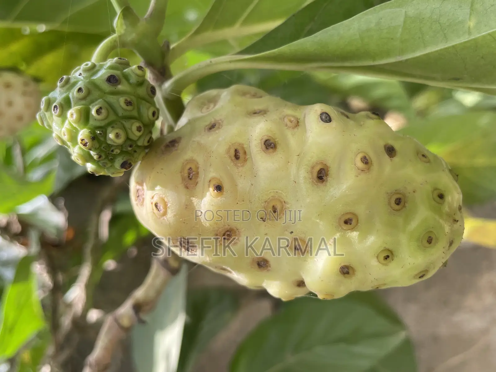 Noni Fruits and Seedlings