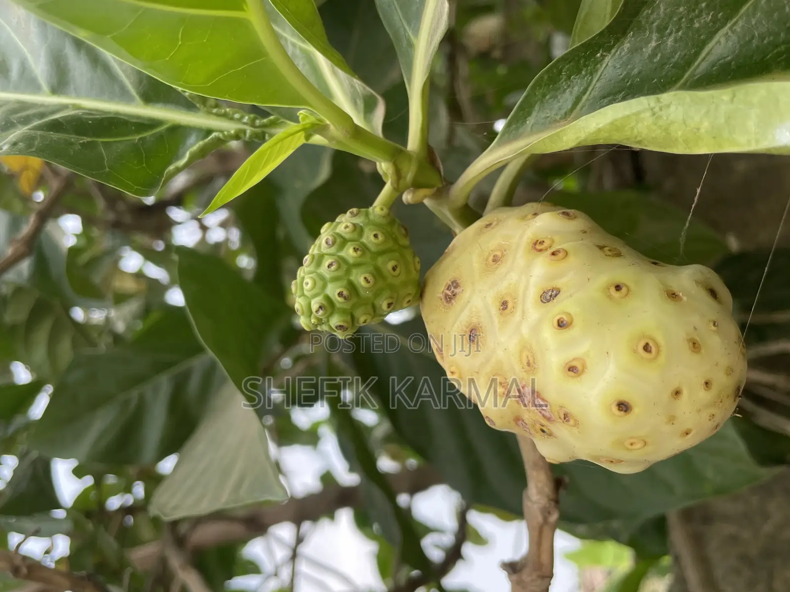 Noni Fruits and Seedlings