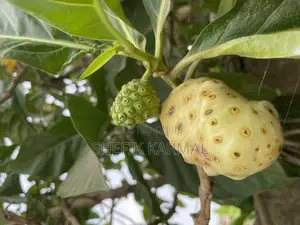 Noni Fruits and Seedlings