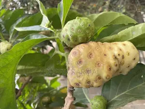 Noni Fruits and Seedlings
