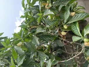 Noni Fruits and Seedlings