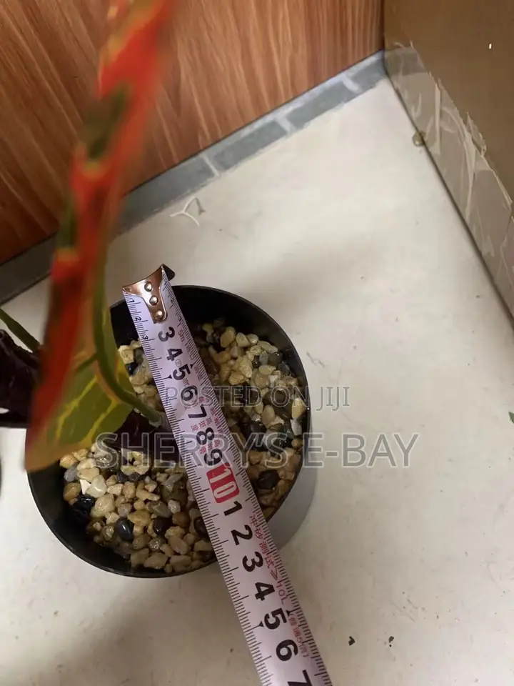 Artificial Plants