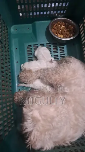 0-1 month Female Purebred Maltese