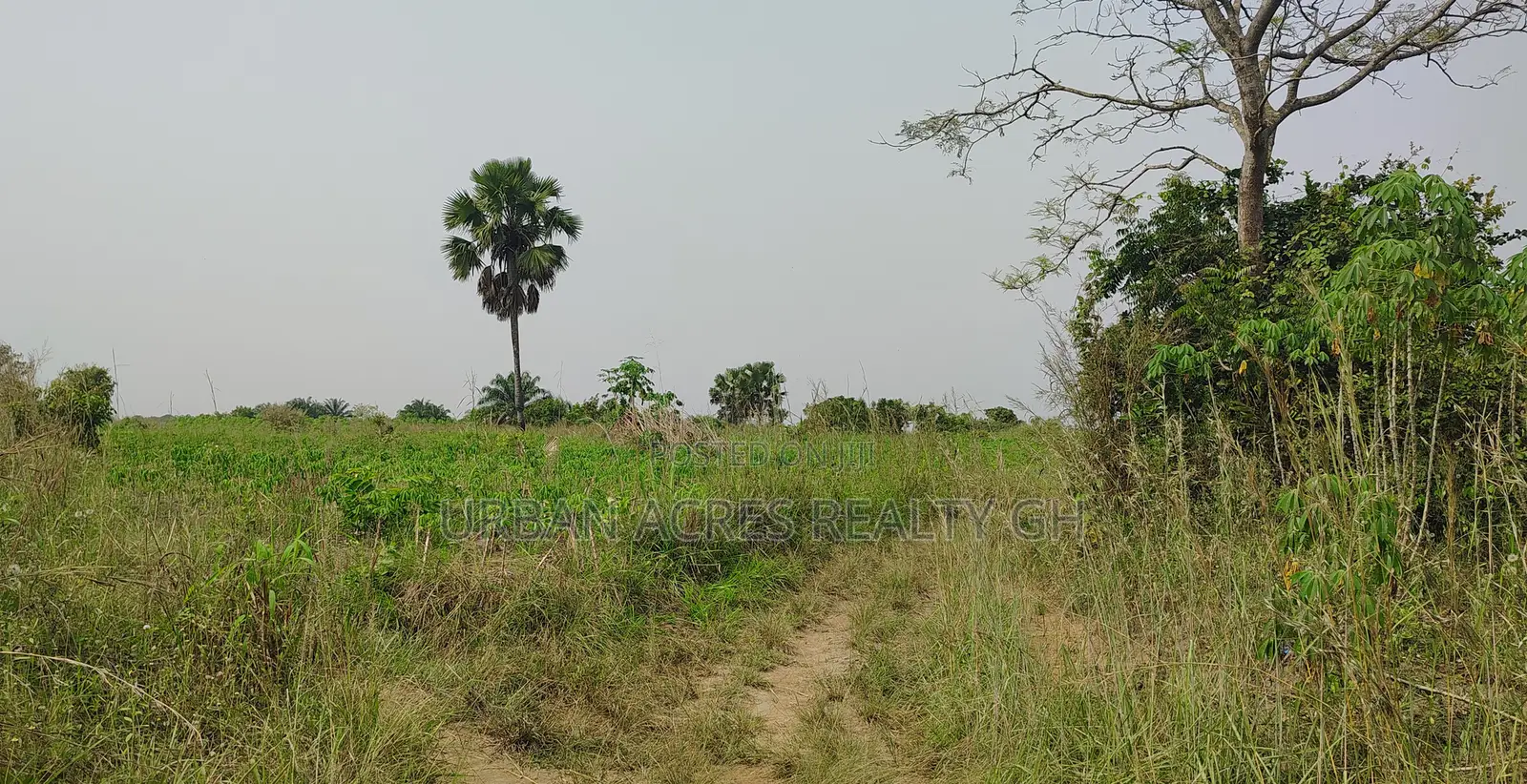Volta Region, Abutia (Kloe) _ 30+ Acres Farmland