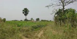 Volta Region, Abutia (Kloe) _ 30+ Acres Farmland